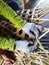 INDONESIA,JUNE 19, 2021 ;This is a hand made vegetable basket with bamboo in Temanggung city, Central Java, Indonesia.