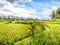 Indonesia - Rice field and clouds