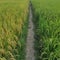 Indonesia rice field path food