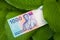 Indonesia rupiah bank note on the leaves