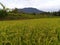 Indonesia\'s fertile rice