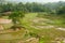 Indonesia, Sulawesi, Tana Toraja, Rice terraces