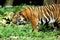 Indonesia; sumatra tiger