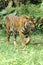 Indonesia; sumatra tiger
