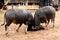 Indonesia - Traditional buffalo fighting