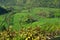 Indonesia: Ubud - Stunning Rice Fields around Ubud, Bali