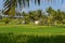 Indonesia: Ubud - Stunning Rice Fields with palm trees in the background in Ubud, Bali