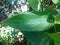 Indonesian Arrowroot fresh leaves. Maranta arundinacea