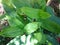 Indonesian Arrowroot fresh leaves. Maranta arundinacea