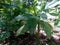 Indonesian Arrowroot fresh leaves. Maranta arundinacea