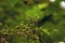 Indonesian bay leaf or daun salam, Syzygium polyanthum fruits, in shallow focus