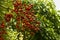 Indonesian bay leaf or daun salam, Syzygium polyanthum fruits, in shallow focus