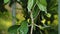 Indonesian beetle the Phasmatoptera cyphocraniu gigas from the family of fowl sitting on the leaves of a tree