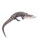 Indonesian Blue-tongued Skink on white