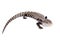 Indonesian Blue-tongued Skink on white