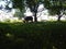 Indonesian buffaloes eating grass in grass field