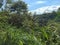 An Indonesian coffee plantation with a view of part of the plantation.