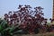 Indonesian Dark Leaves at the garden with other plants