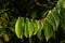 Indonesian dark wood, Ebony Diospyros celebica green leaves, seeds and flowers