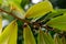 Indonesian dark wood, Ebony Diospyros celebica green leaves, seeds and flowers