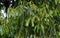 Indonesian dark wood, Ebony Diospyros celebica green leaves, seeds and flowers