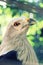 Indonesian Eagle Bondol Closeup with sharp eyes