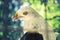 Indonesian Eagle Bondol Closeup with sharp eyes side left