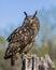 Indonesian Eagle Owl at Canadian Raptor Conservancy