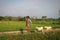 Indonesian farmer is herding goats in the fields in the afternoon