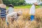 Indonesian farmer man sifting rice in the fields of Ubud, Bali. A common practice done in rural China, Vietnam, Thailand