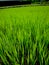 Indonesian farmers\' rice nursery land