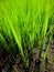 Indonesian farmers\' rice nursery land