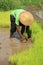 Indonesian farmers rice planting working