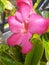 Indonesian flower kambodia beautyfull