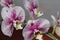 The Indonesian flower Orchid