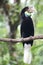 Indonesian Great Sumba Hornbill Bucerotidae