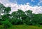 Indonesian landscape with ricefield  nature with blue sky and cumulus clouds