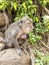 Indonesian macaques. Forest dweller. Sacred forest. Bali Monkeys. Macaca fascicularis