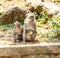 Indonesian macaques. Forest dweller. Sacred forest. Bali Monkeys. Macaca fascicularis