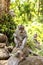 Indonesian macaques. Forest dweller. Sacred forest. Bali Monkeys. Macaca fascicularis