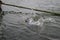 An Indonesian man falls into the water while trying to walk on bamboo to play traditional games called Panjat Pinang during