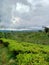 Indonesian mountain mas tea plantation