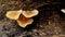 Indonesian mushroom grows on Woods dead