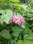 Indonesian pink flower vines 4