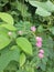 Indonesian pink flower vines 5