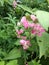 Indonesian pink flower vines 8