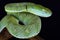 Indonesian pit viper Parias hageni