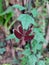 Indonesian red-winged dragonfly hanging on leaf of Gmelina elliptica