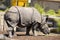 Indonesian Rhinoceros/Great One Horned Rhinoceros