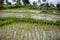 Indonesian Rice Terrace